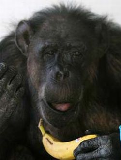Шимпанзе иска звезда на Алеята на славата