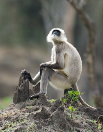 Ей това е новината: маймуните произхождат от човека