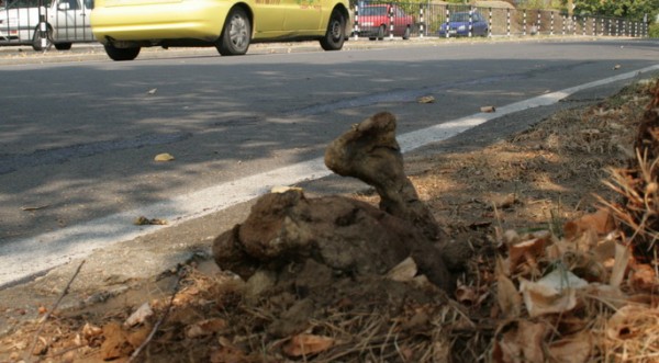 Рядка гъба расте на улицата в Благоевград 