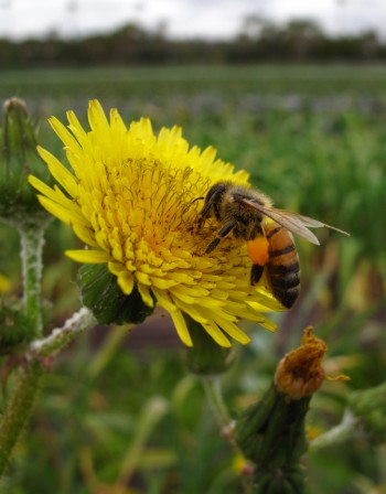 Имунитетът може да се укрепи с пчелен клей