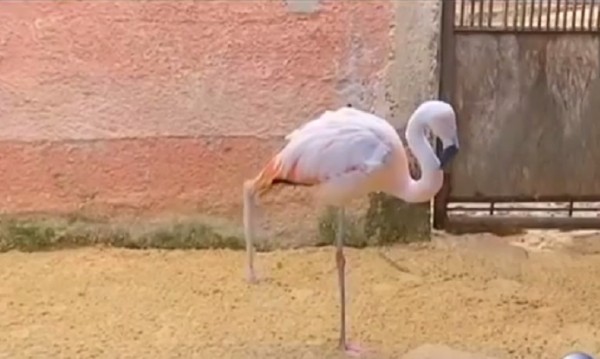 Фламинго се учи да ходи с протеза на крака