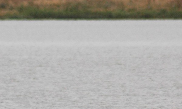 Рядката червеноклюна потапница е открита в Добруджа