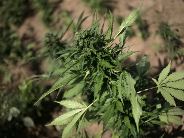В афганистан за семенами конопли метод выращивания марихуаны по