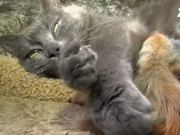 Котка осинови четири катерички в кримския град Бахчисарай. Тя се