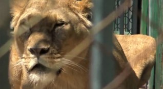Двете новородени лъвчета в хасковския зоокът Кенана са починали само