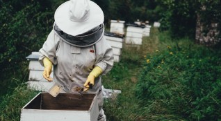 Пчеларите ще излизат на протести заради мор на стотици семейства