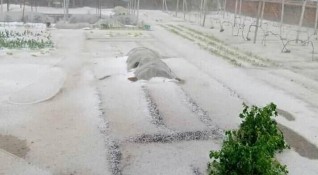 Реколтата на много места в Плевенско и Ловешко беше съсипана