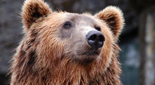 Зачестиха нападенията на мечки върху селскостопанските животни в Родопите Набези
