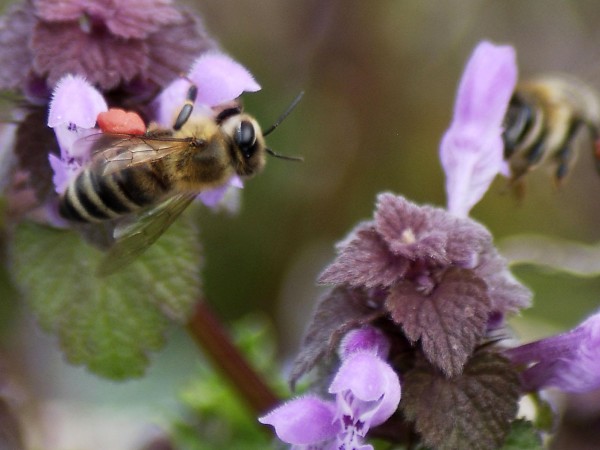 Пострадалите пчелари ще получат обезщетенията под формата на индивидуална помощ