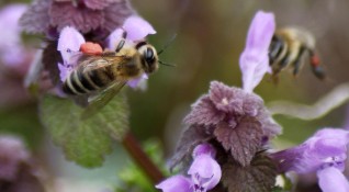 Пострадалите пчелари ще получат обезщетенията под формата на индивидуална помощ