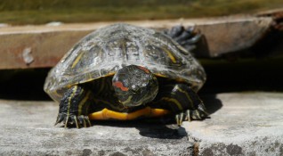 Полицията в Харманли залови незаконен продавач на костенурки съобщиха от