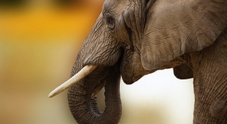 Бизнесът със слонова кост продължава да процъфтява въпреки забраните в