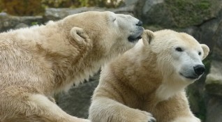 Руски учени смятат че числеността на белите мечки в Арктика