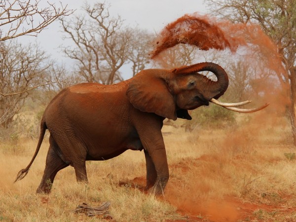 Властите в Ботсвана вдигнаха забраната за лов на слонове, тъй