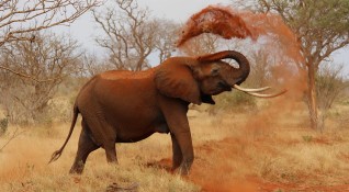 Властите в Ботсвана вдигнаха забраната за лов на слонове тъй