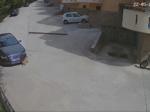 Мъж прегази улично куче в Сандански без дори да му