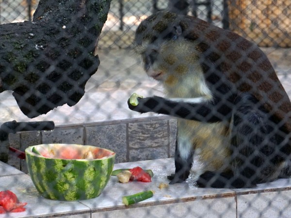 Зоопаркът в Айтос търси осиновители на част от своите обитатели.
