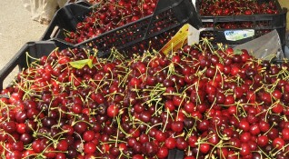 МВР отново ще охранява селскостопанската реколта в Кюстендилско Операцията започва