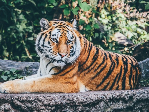 Британски учени твърдят, че тигрите са оранжеви, защото този цвят