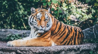Британски учени твърдят че тигрите са оранжеви защото този цвят