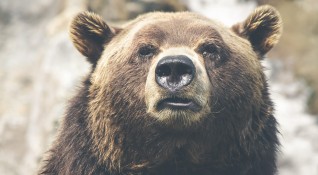 Полицията и екоинспекцията в Смолян издирваха мечка по сигнал че
