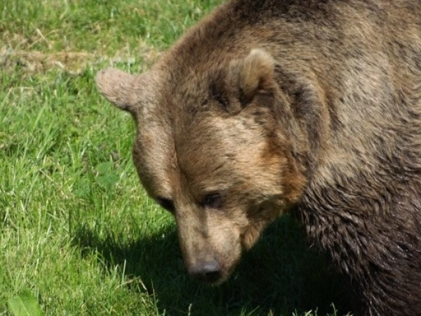 Руснак, който бил изненадващо нападнат от мечка, успял да я
