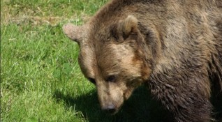 Руснак който бил изненадващо нападнат от мечка успял да я
