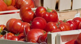 Гръцките домати влизат на 0 05 евро за килограм в