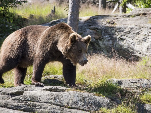 Бракониери застреляха кафява мечка в Рила. Престъплението бе извършено в