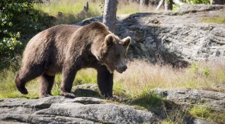 Бракониери застреляха кафява мечка в Рила Престъплението бе извършено в