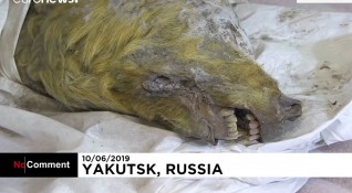 Руски учени изследваха идеално запазена глава на вълк на 40