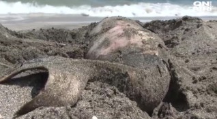 Mорето изхвърли обезглавено бебе делфин край плаж Корал Еколози смятат