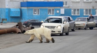 Полярна мечка се появи на 800 километра от нормалното си