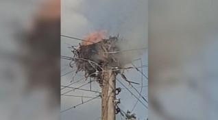 Щъркелово гнездо изгоря във врачанското село Гложене Изгорели са и