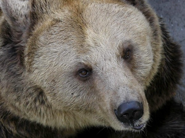 Десет сигнала за щети от мечки са получени от началото