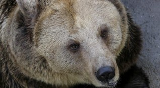 Десет сигнала за щети от мечки са получени от началото