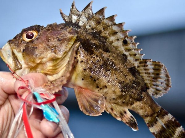 Отровната риба морски дракон дебне по плитчините на родното Черноморие.