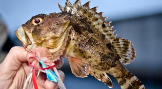 Отровната риба морски дракон дебне по плитчините на родното Черноморие