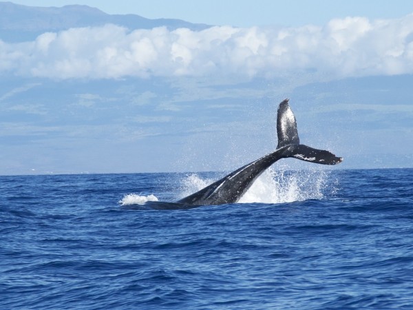Япония официално поднови днес китоловството с търговска цел след 31-годишна