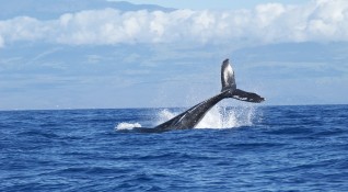 Япония официално поднови днес китоловството с търговска цел след 31 годишна
