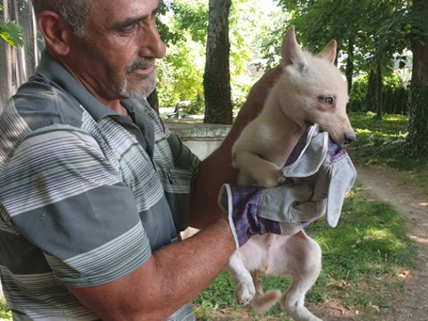 Бял вълк се роди в зоопарка във Варна.На 3 май