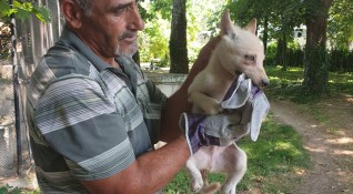 Бял вълк се роди в зоопарка във Варна На 3 май