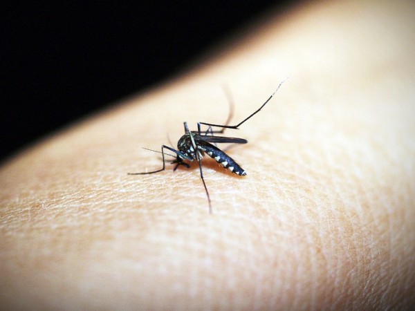 2 млн. лв. отпуска Министерският съвет за пръскане срещу комарите