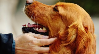 Депутатите въведоха забрана за свободното пускане на кучета които са