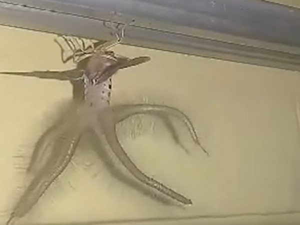 Мъж засне странно насекомо с крила и пипала на тавана