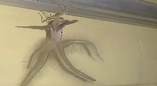 Мъж засне странно насекомо с крила и пипала на тавана