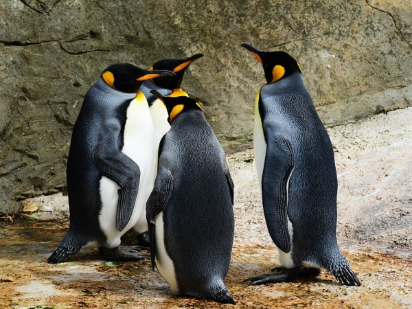 Зоопаркът "Хелабрун" в Мюнхен ще предлага специални обиколки, посветени на