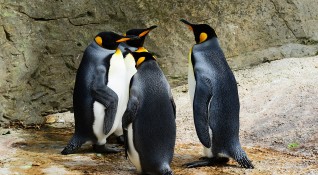 Зоопаркът Хелабрун в Мюнхен ще предлага специални обиколки посветени на