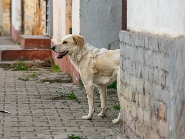 Бездомно куче нападна и ухапа дете в центъра на Хасково.
