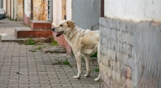 Бездомно куче нападна и ухапа дете в центъра на Хасково